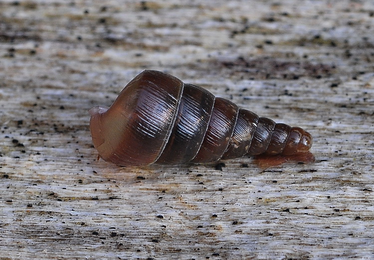 Minuscola chiocciolina